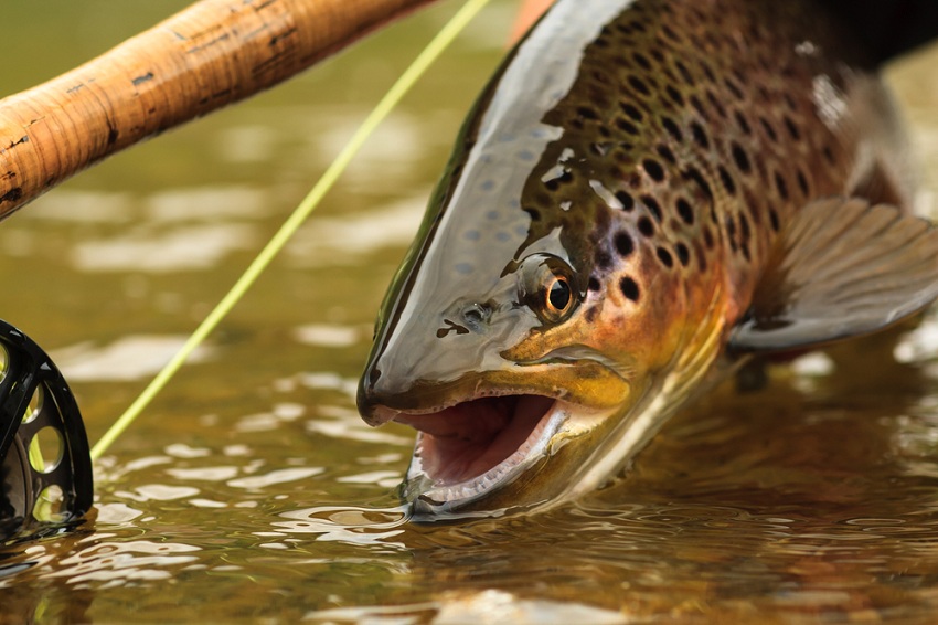 Spring Trout Beginners Guide