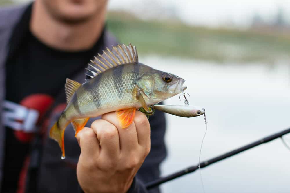 How To Catch White Perch