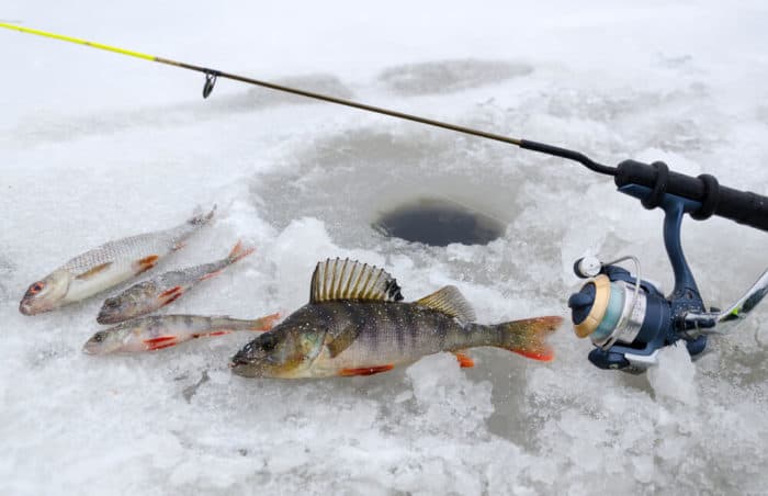 How To Catch White Perch | 5 Best Fishing Tips & Techniques